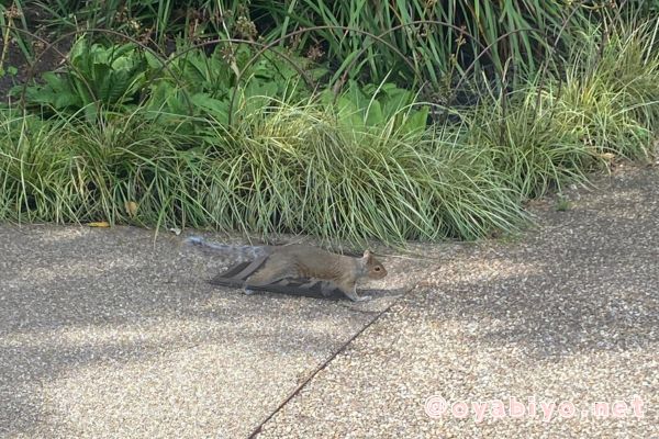 親子ホームステイ-リスのいる公園